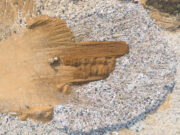 New Zealand to fund projects diverting construction waste from landfill