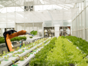Robots revolutionizing agriculture