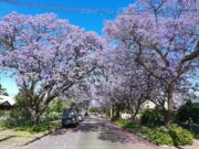 The greening of the City of Marion