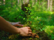 ‘Tiny Forests’ springing up in London