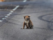 Innovative Hatch Saving Koalas on Highways
