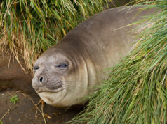The Seal-Shaped Gap in Your Asset Management Plan