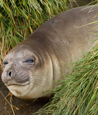The Seal-Shaped Gap in Your Asset Management Plan